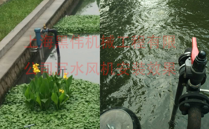 沉水小蝌蚪视频黄效果